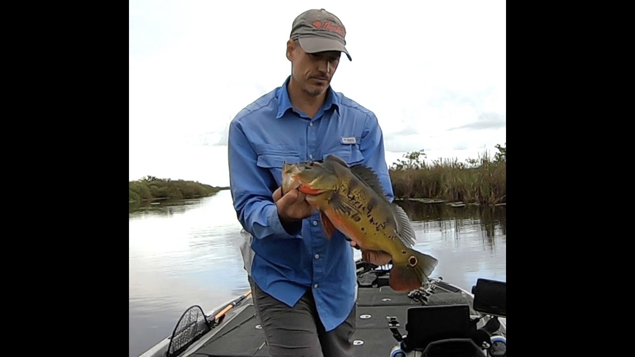 THE BEST PEACOCK BASS LURES!!