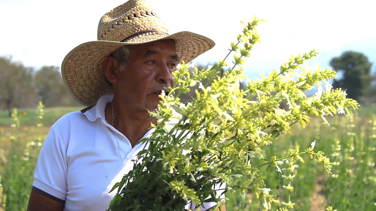 #TORONJIL: Medicina tradicional que  Antonio Cosme siembra en #Atlautla by Valeria Ramírez