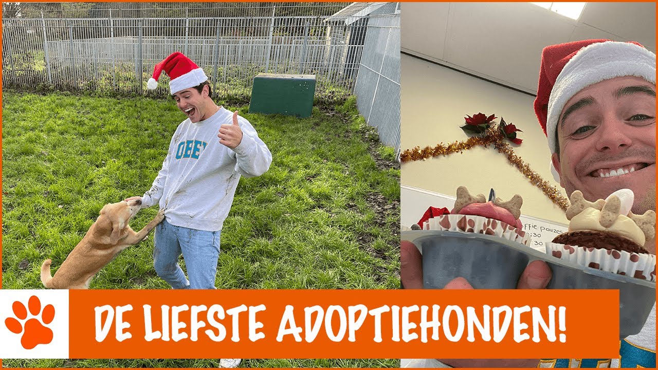 Kerstmuffins bakken voor de asieldieren! | DierenpraatTV