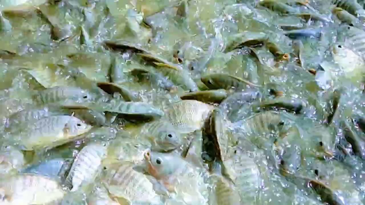 তেলাপিয়াকিভাবেচাষকরেএইভিডিওদেখুন