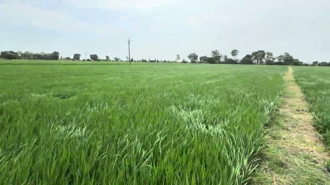 70DAYS | KHARIF 2025 | KNM | PADDY CULTIVATION | PRR | FARMLAND |