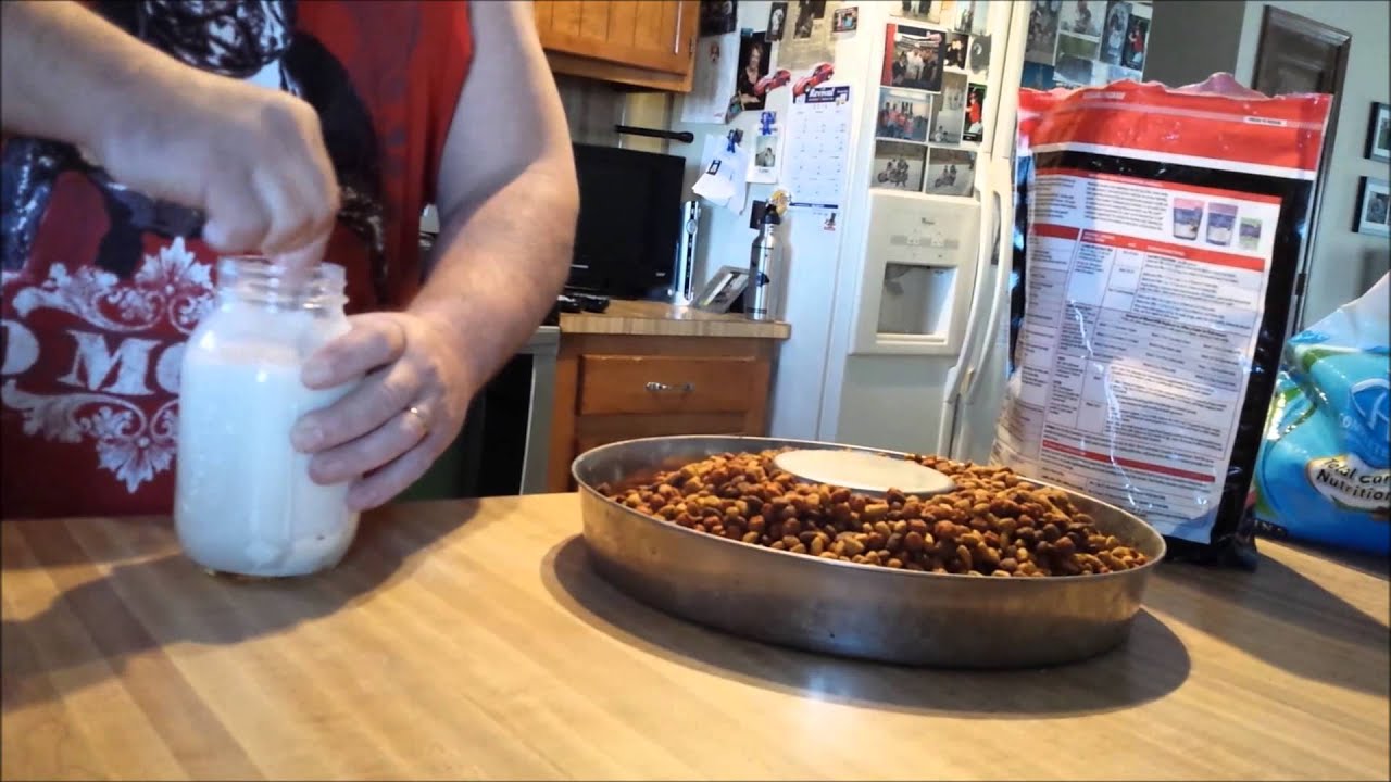 HOW TO FEED YOUR PUPPY 