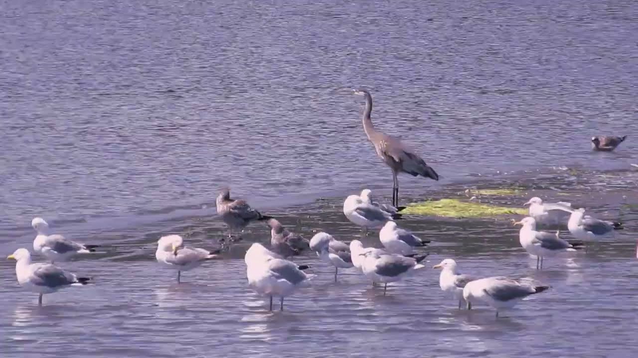 Bird Sanctuary in VICTORIA! #Canada