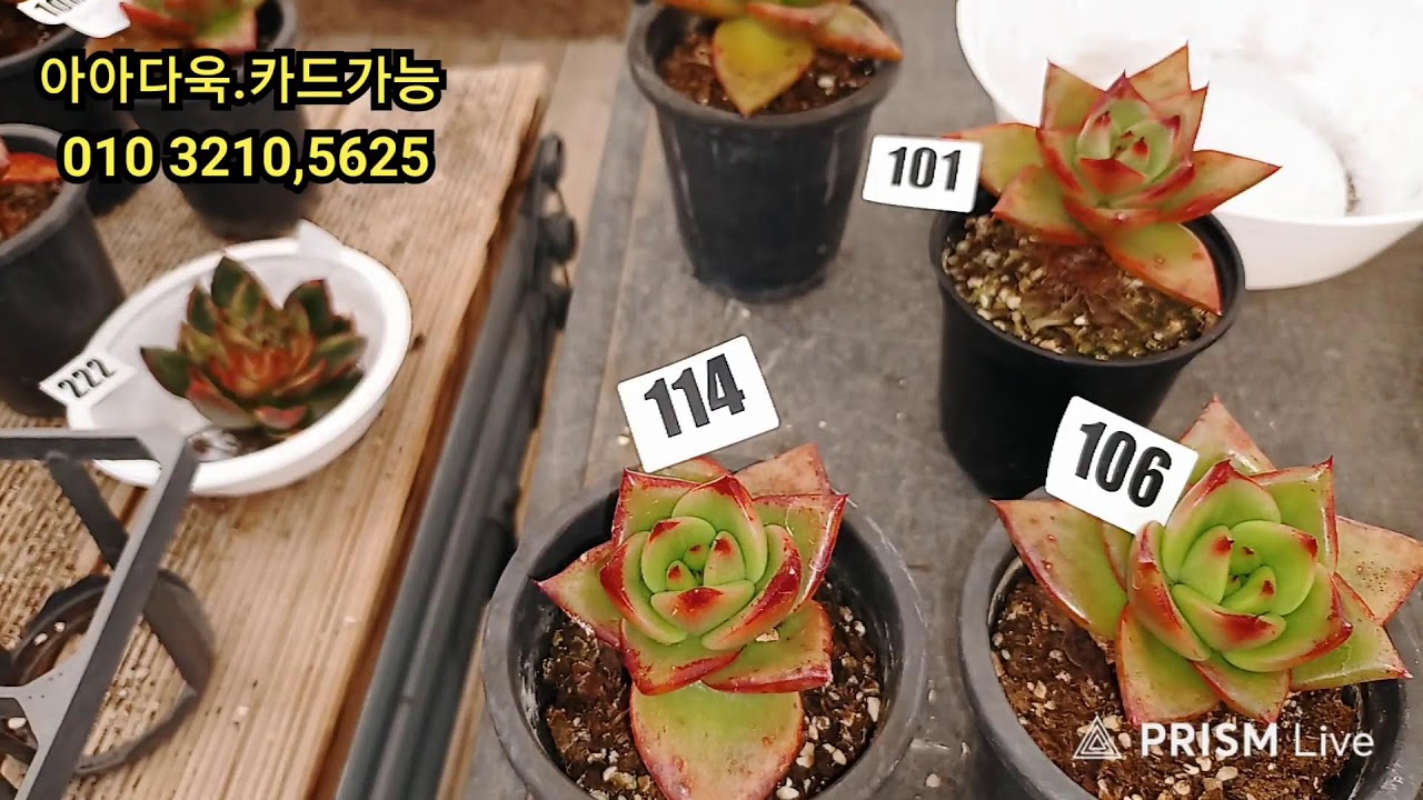 1월24일  택배  잘받으셧나요  굿모닝 , 녹금  .금종자   ~~~~~