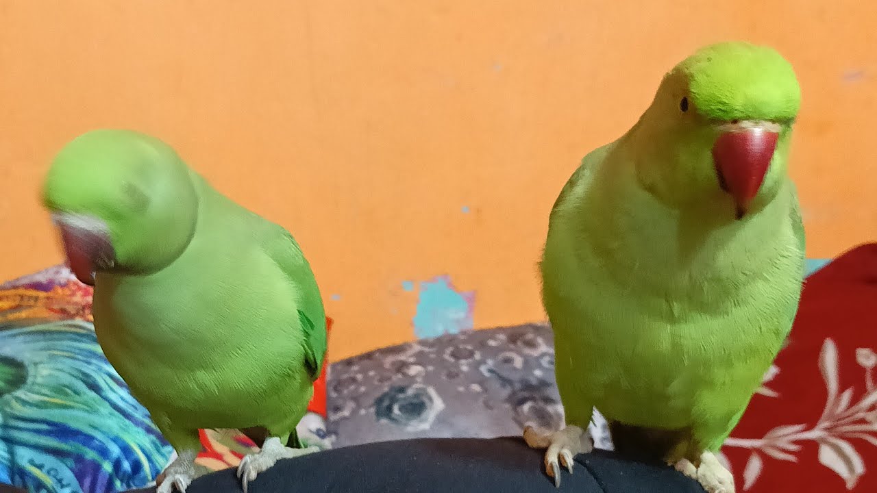 Dimpal Yadav 10.M views  is live ringneck parrot live stream