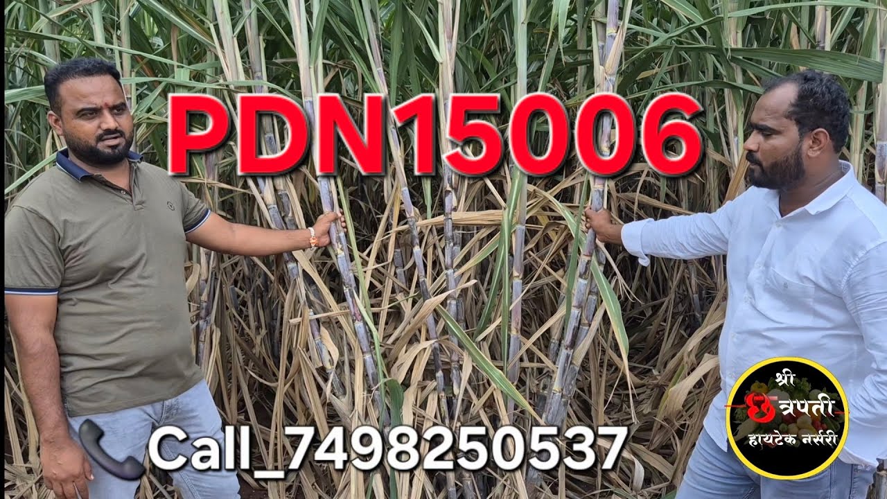 PDN15006 ऊस वाणाचा अनुभव आणि माहिती | ऊस लागवड, वाढ आणि नर्सरी | Sugarcane Variety