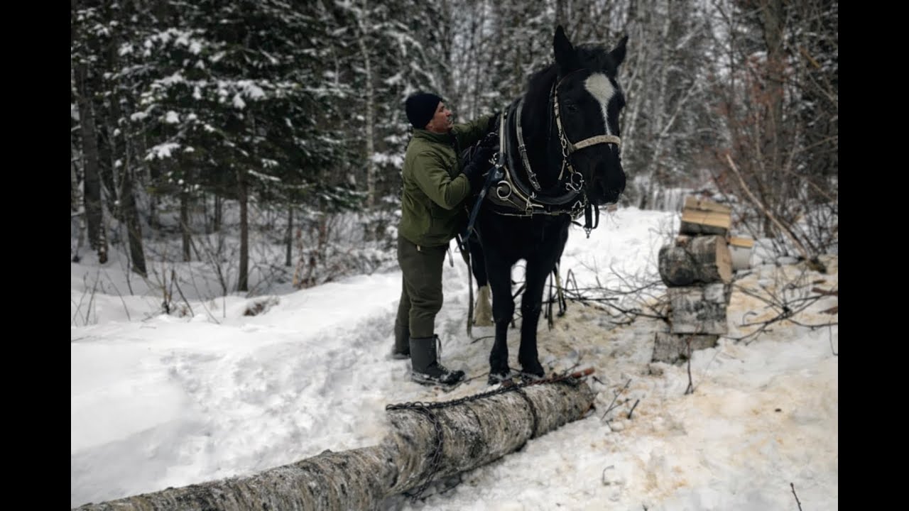 Travailler la forêt avec un cheval : un choix de vie ( épisode 1)