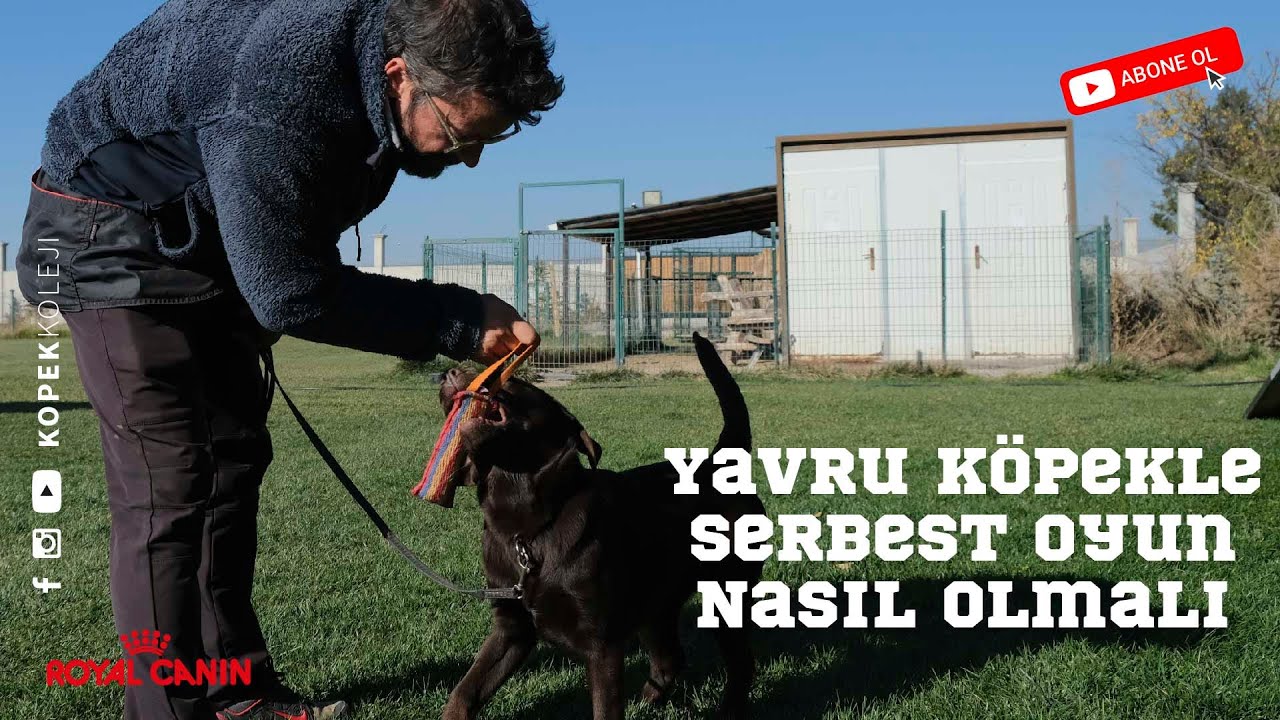 Yavru Köpekle Serbest Oyun Nasıl Olmalı