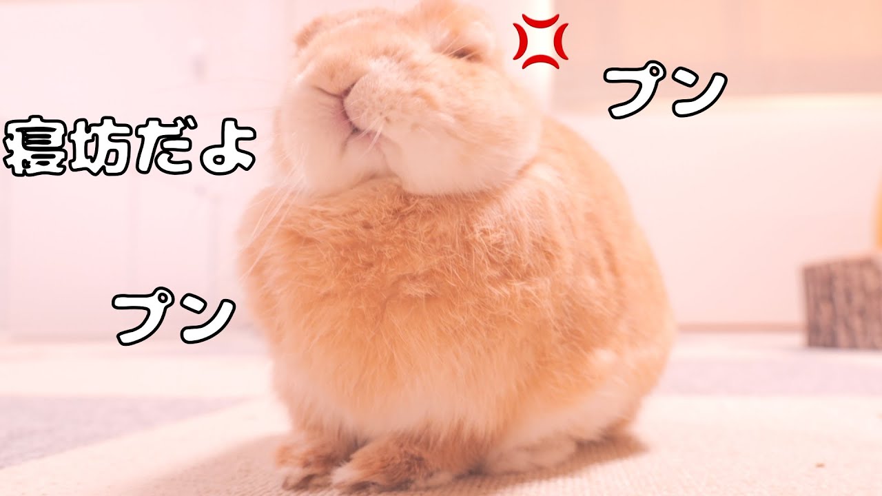 外が明るくなってから起き出したら完全寝坊と認識されてムギに怒られてしまいました【No.1785】