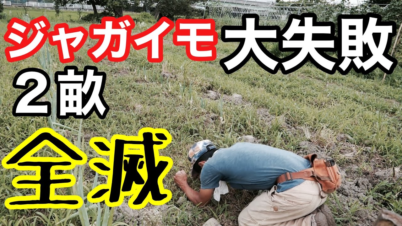 ジャガイモ栽培を大失敗する原因３つと解決方法を実例紹介付きで解説【無農薬/無肥料/無施肥/マルチ無し】