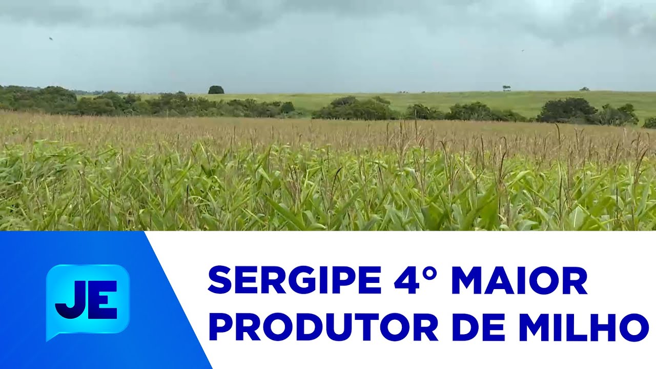 Sergipe tem a quarta maior produção de milho do nordeste - JE