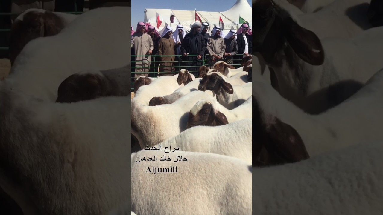 الموروث الشعبي الكويتي مزاين غنم النعيم فئة ٣٠ راس حلال خالد العدهان المركز الاول