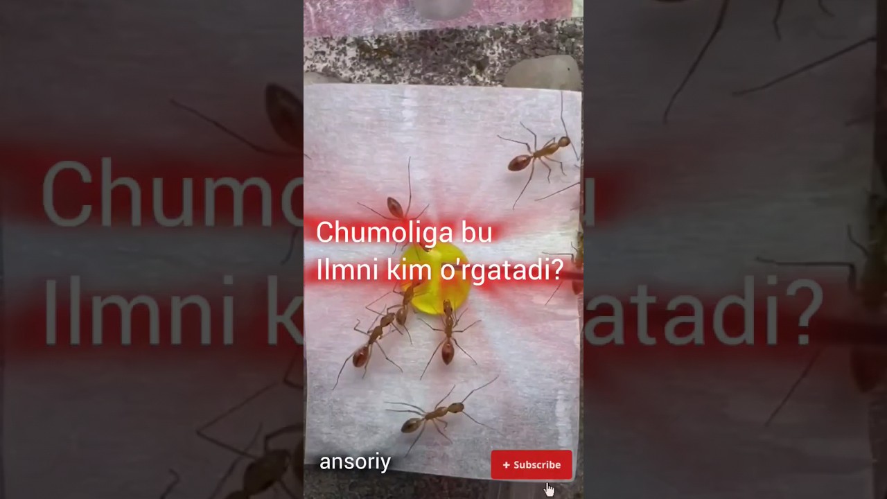 Allohning Qudrati cheksiz Chumoli haqida fakt #foydali #ibratlivideolar #ibratli #mojiza #shorts