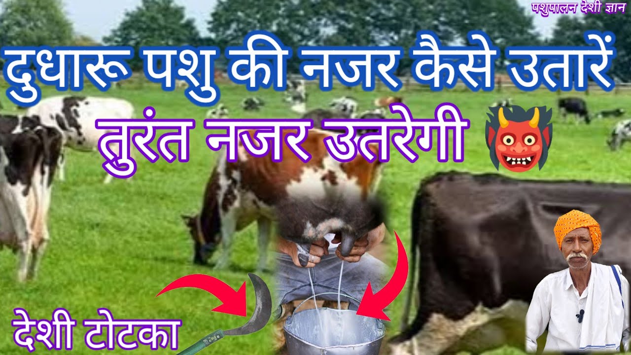 दुधारू पशु की नजर कैसे उतारें।। Dudharu Pashu Ki Najar Kaise Utaren #trendingvideo 