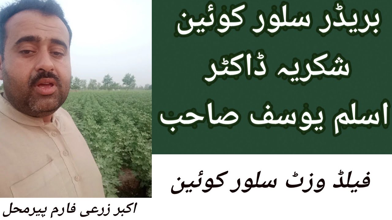 #cotton silver quen SQ44 #tripple gene #pinkfree #glyfofree موٹے موٹے ٹینڈے