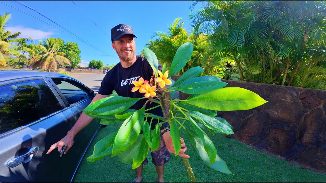 Hunting Plumerias in Hawaii ( Starting our Garden) Beginning of our Planting Journey