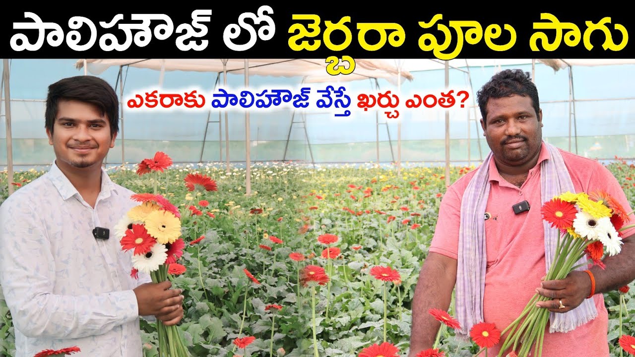 పాలిహౌజ్ లో జెర్బరా పూల సాగు | Gerbera Flower Farming In Polyhouse | Shiva Agri Clinic