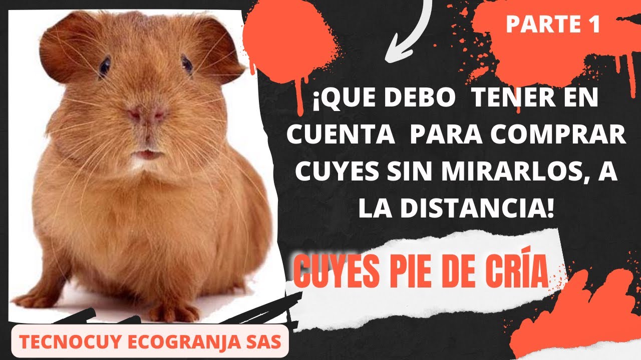 ¡QUE DEBO TENER EN CUENTA PARA COMPRAR CUYES SIN MIRARLOS, A LA DISTANCIA! Parte 1