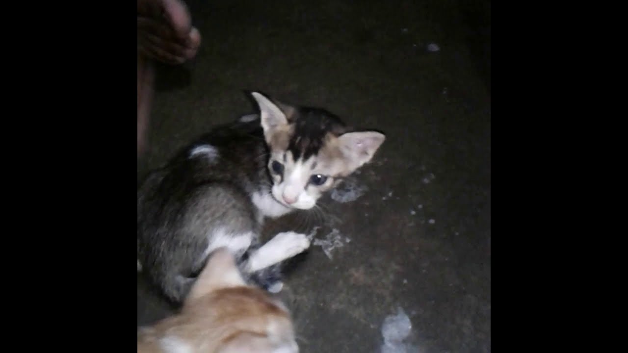 Cute Kittens in common indian home/billi ke bacche ne ghar me janm diya/cat vlog1