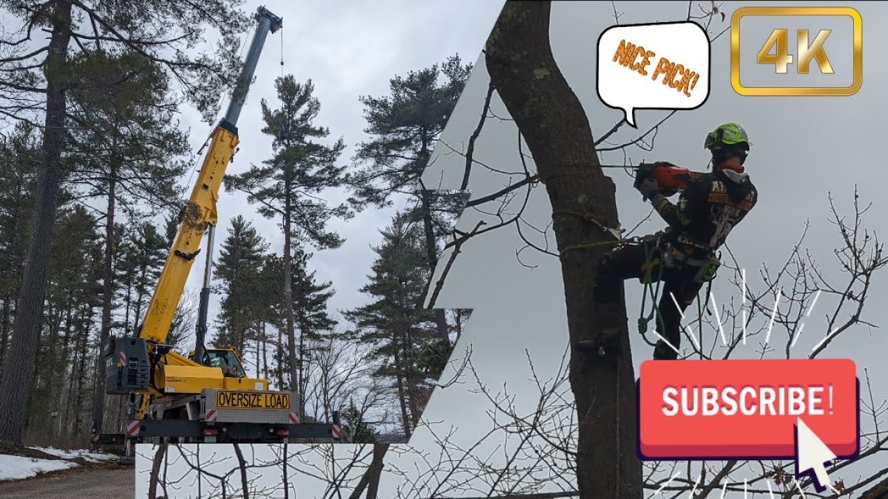 Patience is key...Grove GMK 3060L-1 picking a pine top #crane #treeremoval #treework #craneoperator