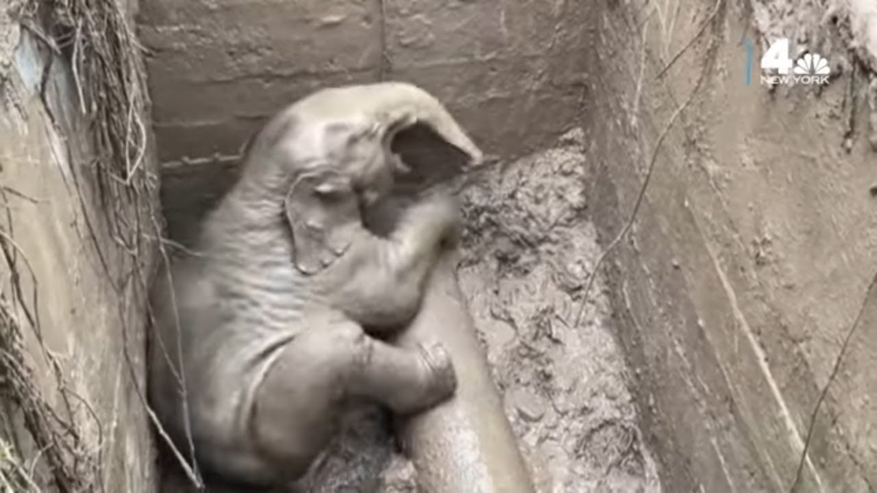 Watch This INCREDIBLE Rescue of Baby Elephant and Mother in Thailand | NBC New York