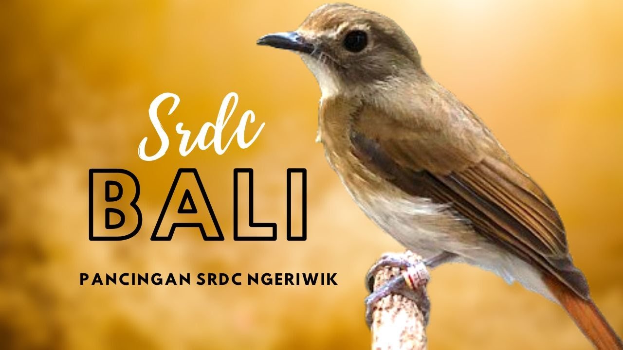 PANCINGAN SUARA SRDC ASLI BALI SPEED LAMBAT UNTUK SRDC NGERIWIK