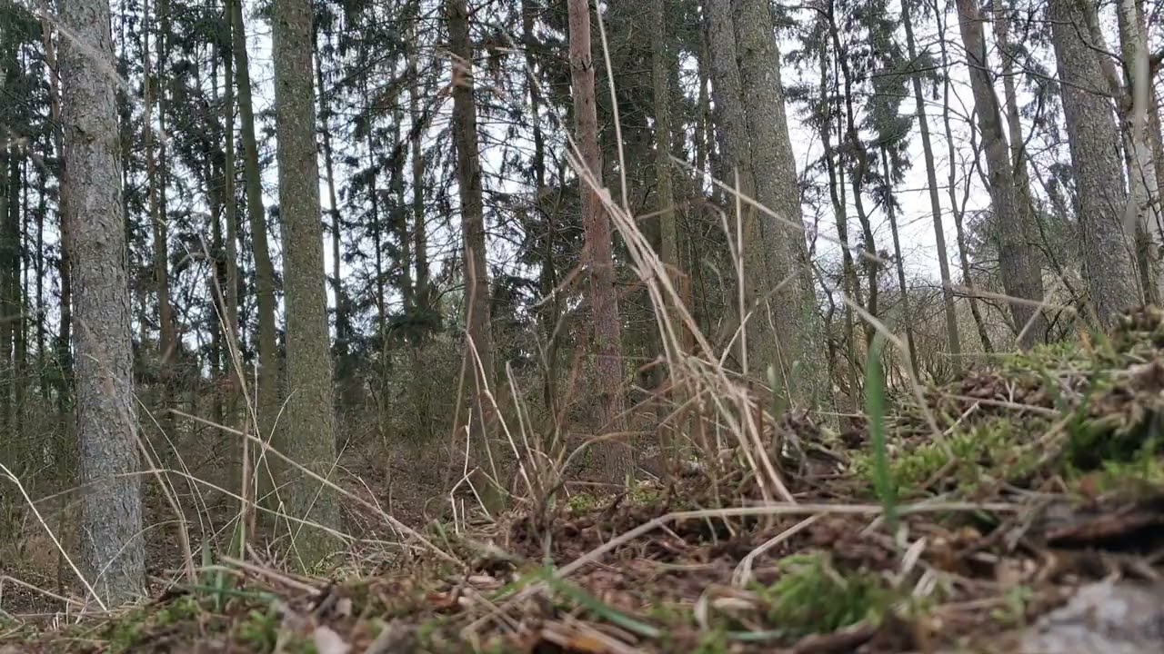 ASMR sound of the forest 