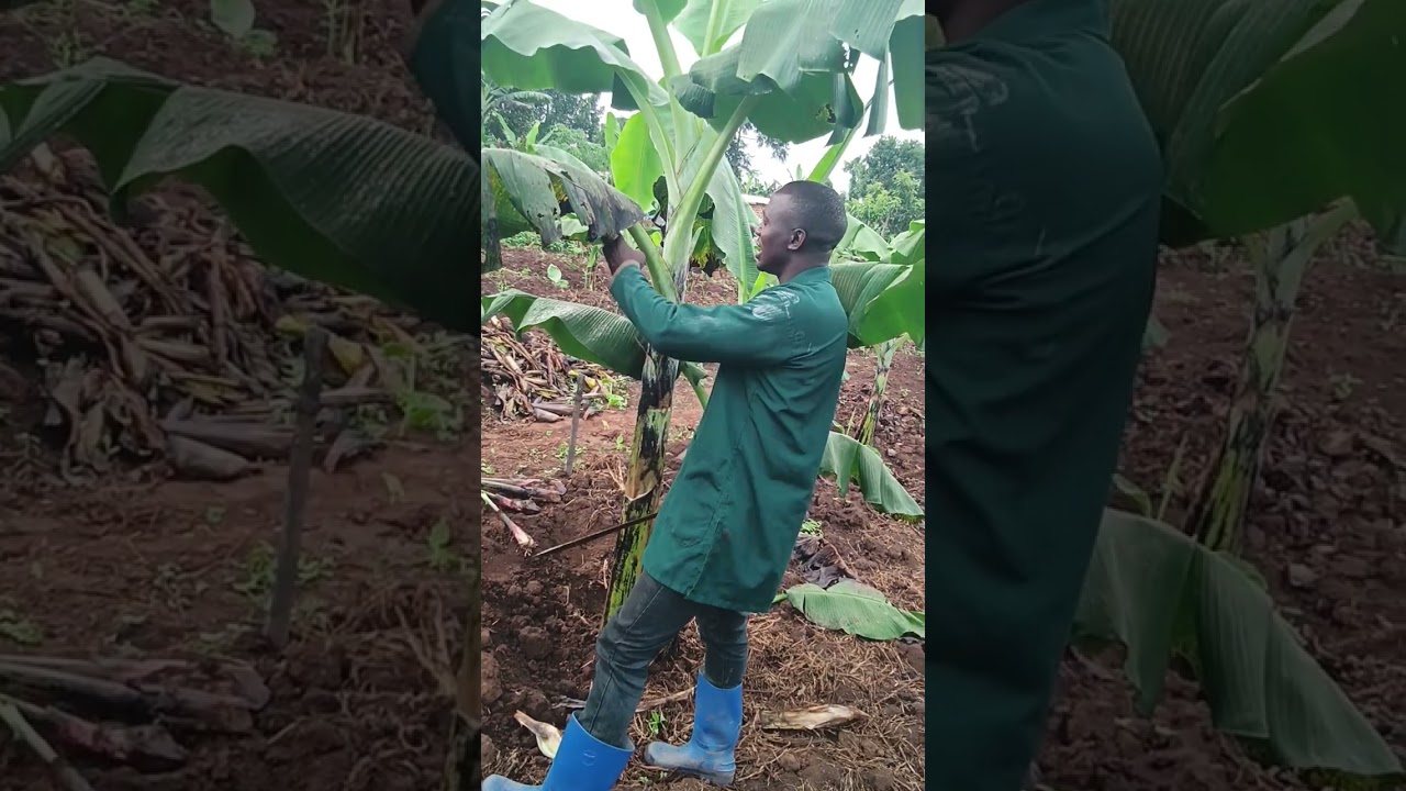 yiga okusalila ekitundu ekyokubili call more 0775062021 jangu tukolele olusuku olwa business