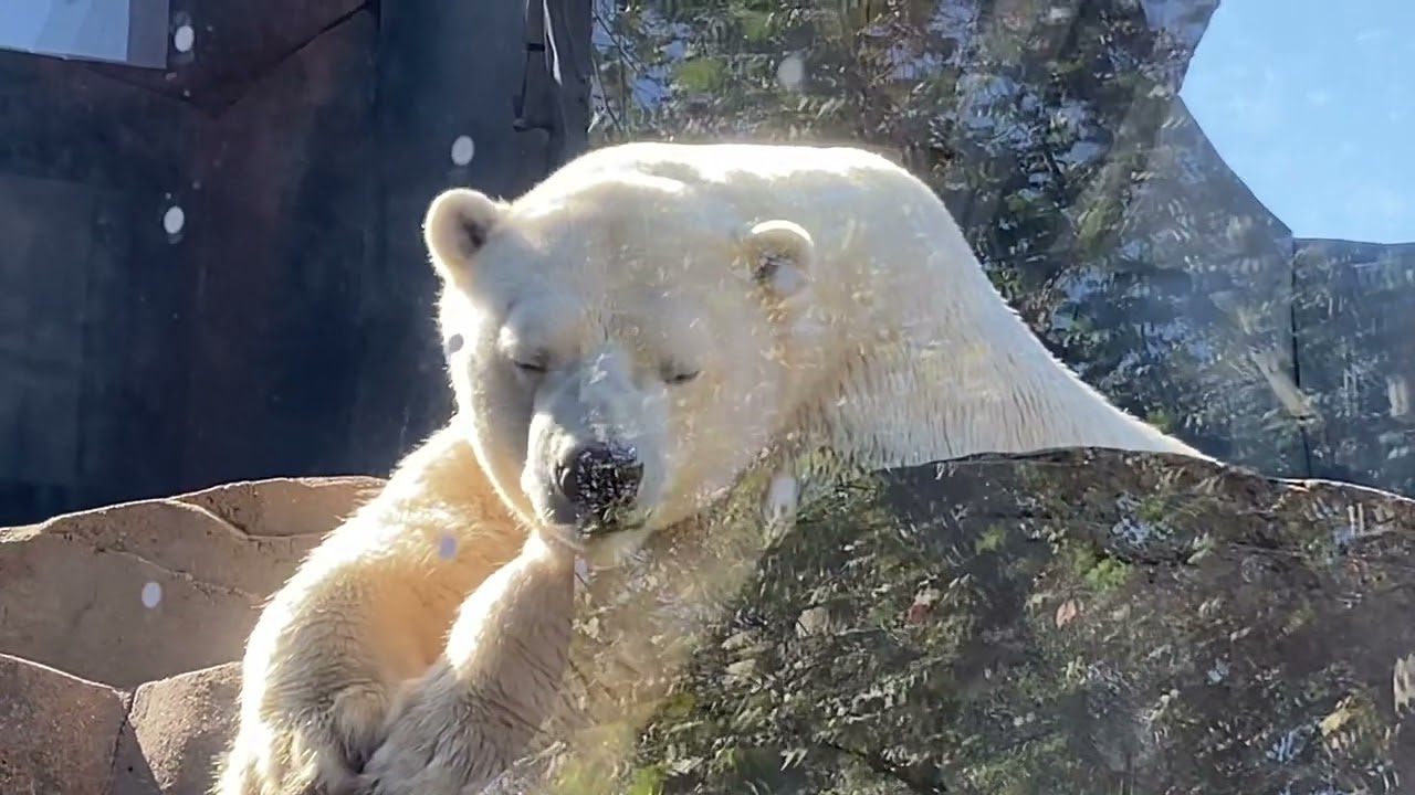 POLAR BEAR CHILLIN