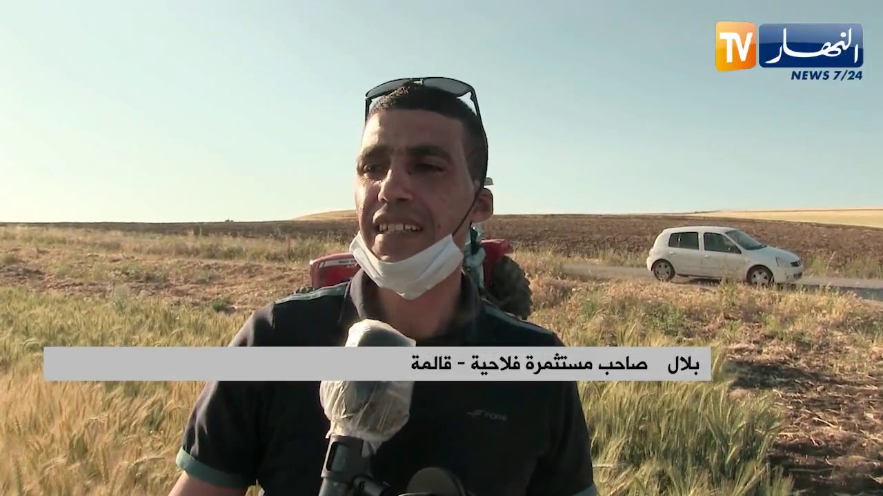 قالمة: بلال.. فلاح يطمح للوصول إلى الإكتفاء المحلي من القمح