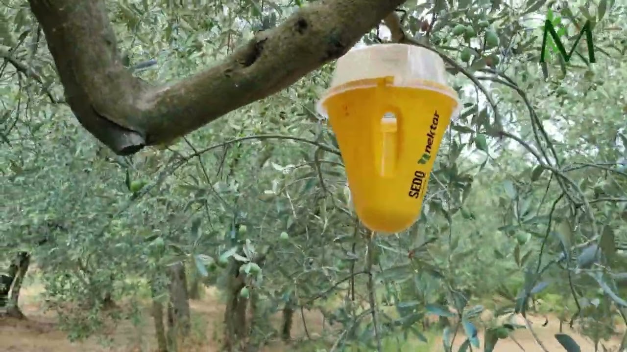 Flypack Zeytin Sineği Tuzak  Sayımları Bursa Balıkesir