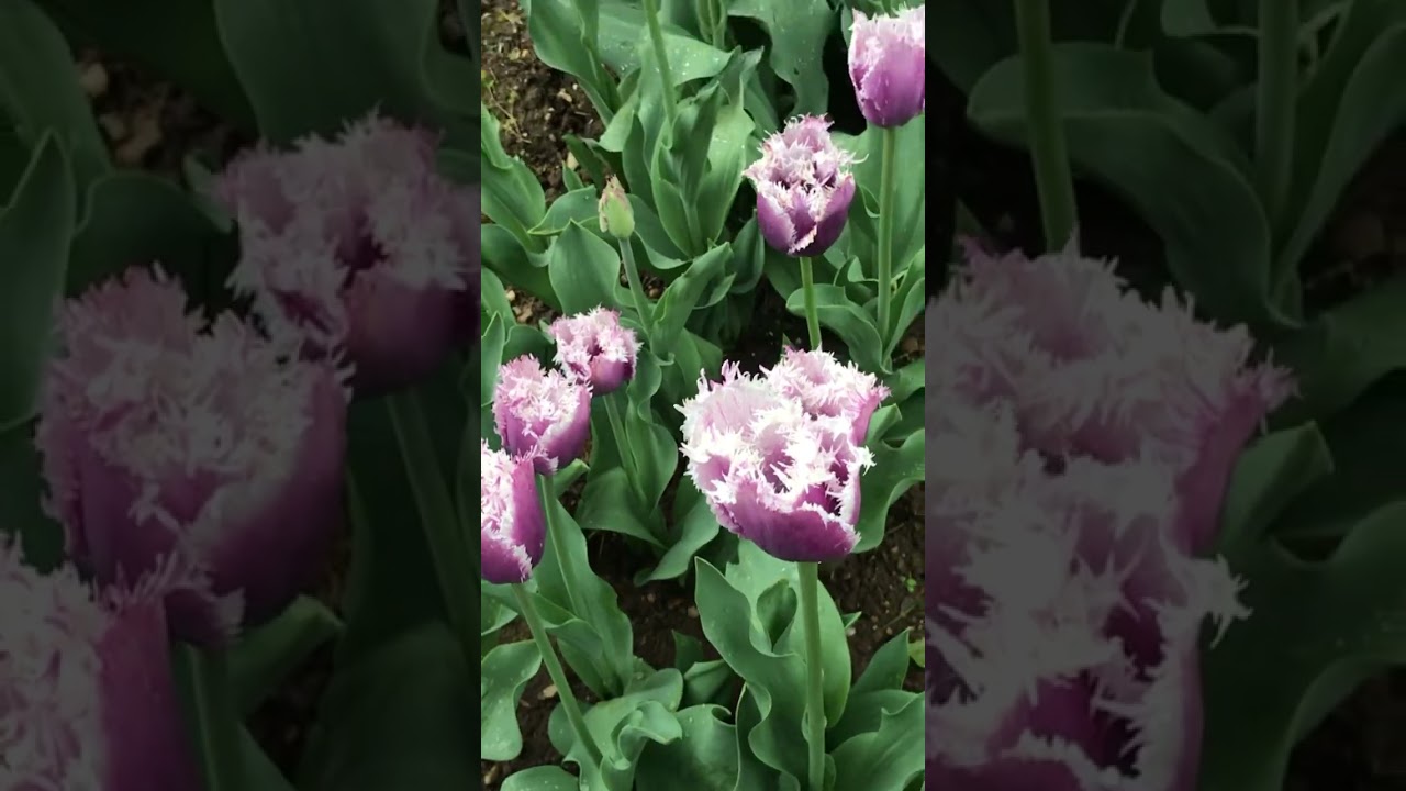 Tulip cummins 
