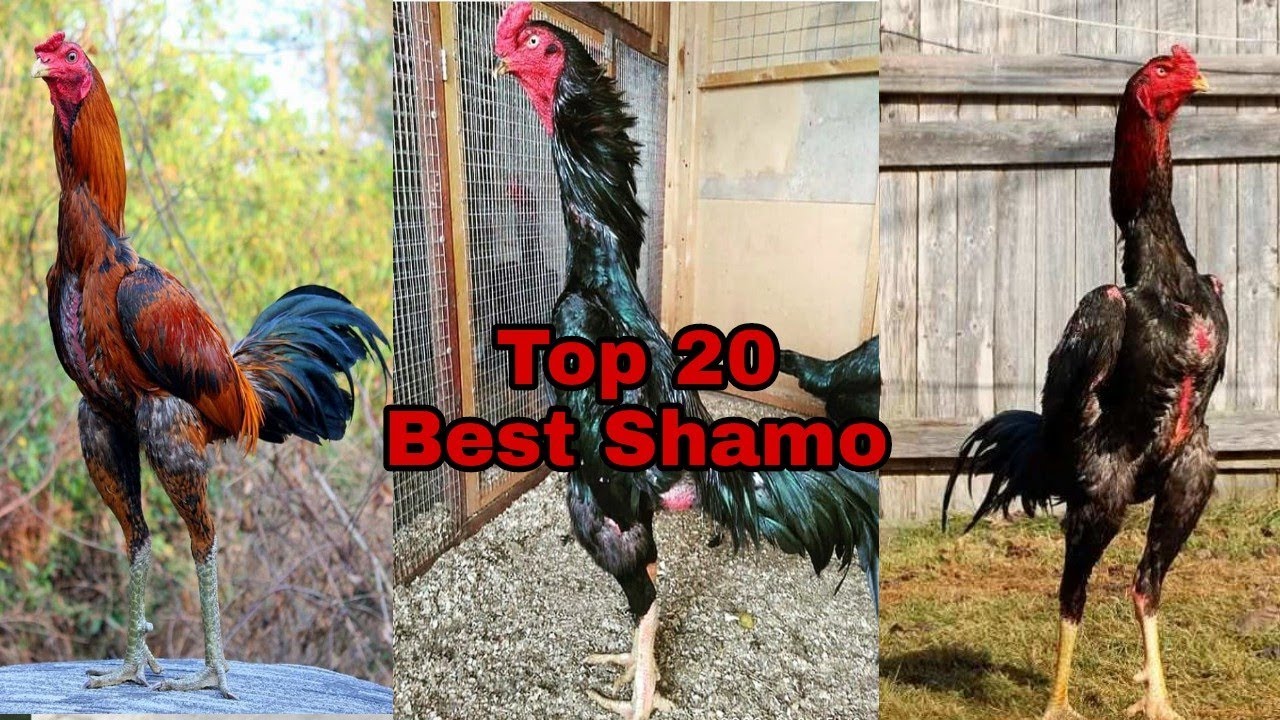 Top 20 | Best Shamo
