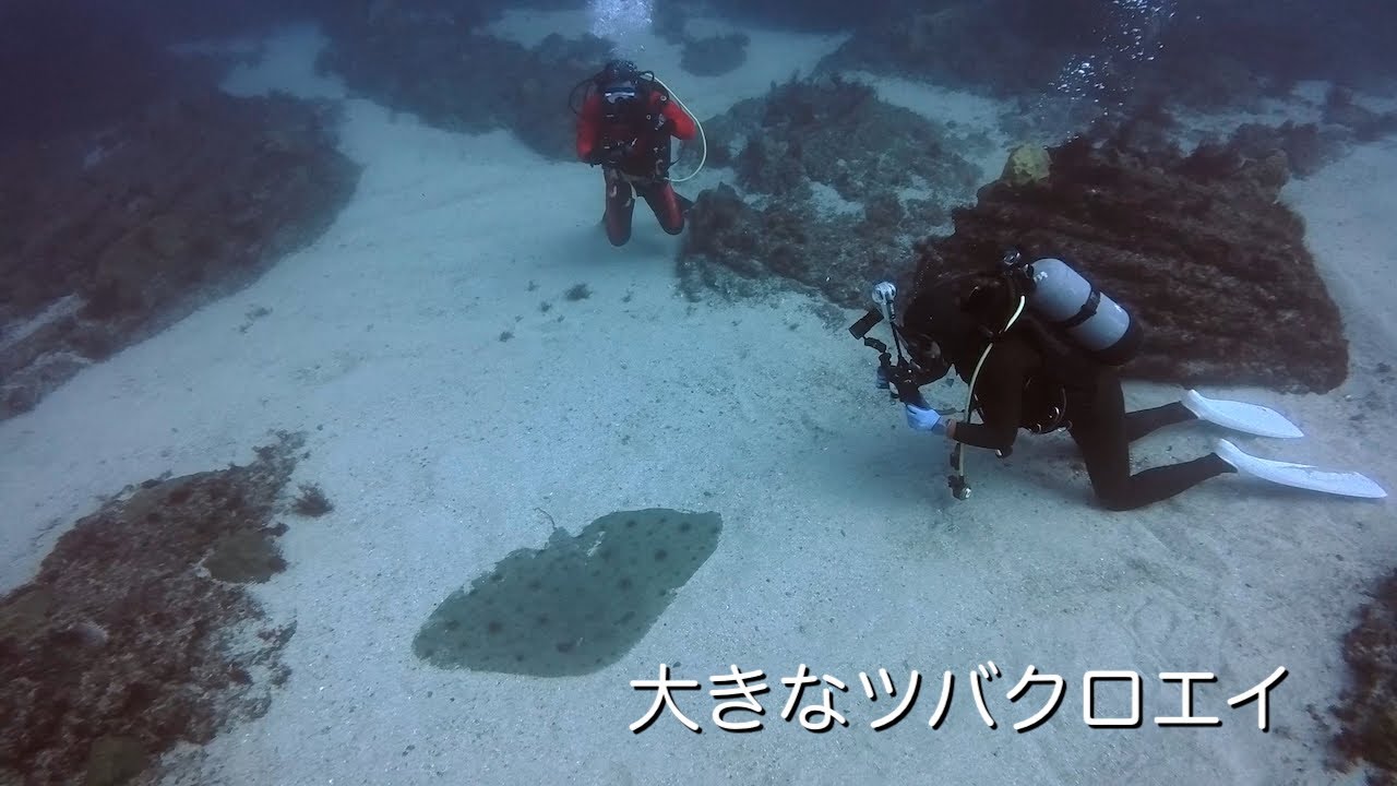 大きなツバクロエイ  館山 西川名 202601f【4K】