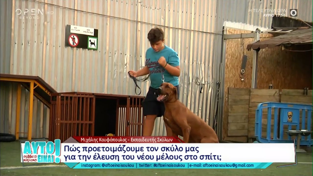 Σκύλος και παιδί στην οικογένεια-Πώς γίνεται η προσαρμογή |Αυτό είναι Σαββατοκύριακο 7/11/21|OPEN TV