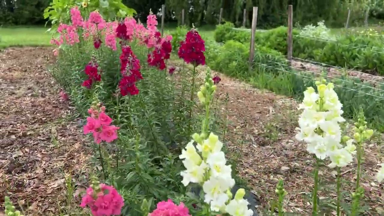 Snapdragon, Madame Butterfly™ Mix, Antirrhinum - 50 or 200 seeds avg