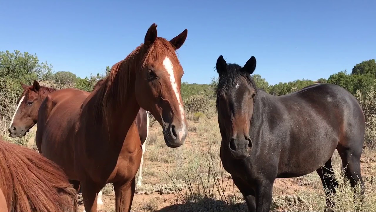 Wild Horses of New Mexico