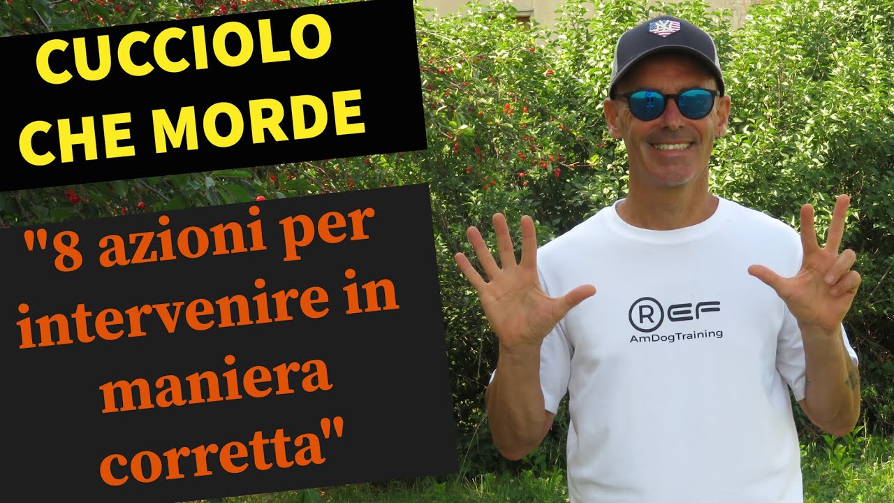 Cucciolo che morde, 8 azioni per intervenire in maniera corretta