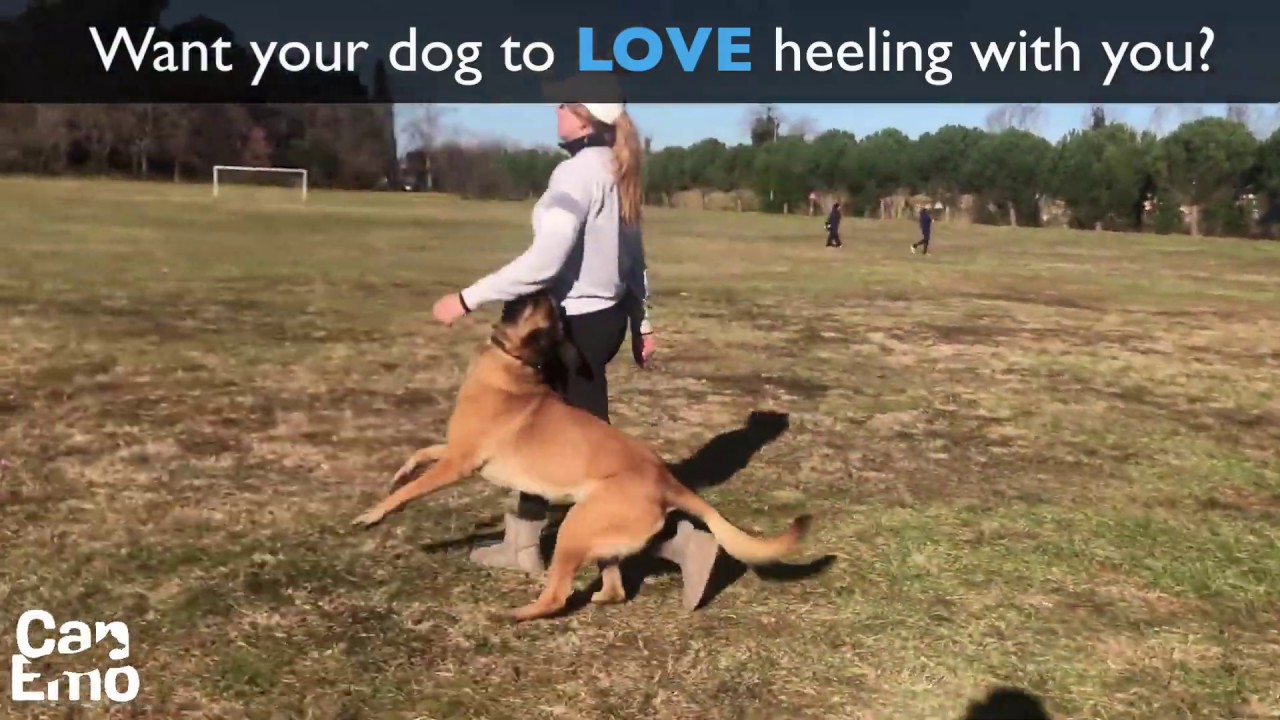 Heeling Tip for Schutzhund