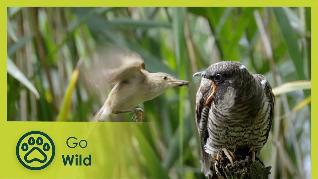 Кукушка, враг в моём гнезде &mdash; Go Wild