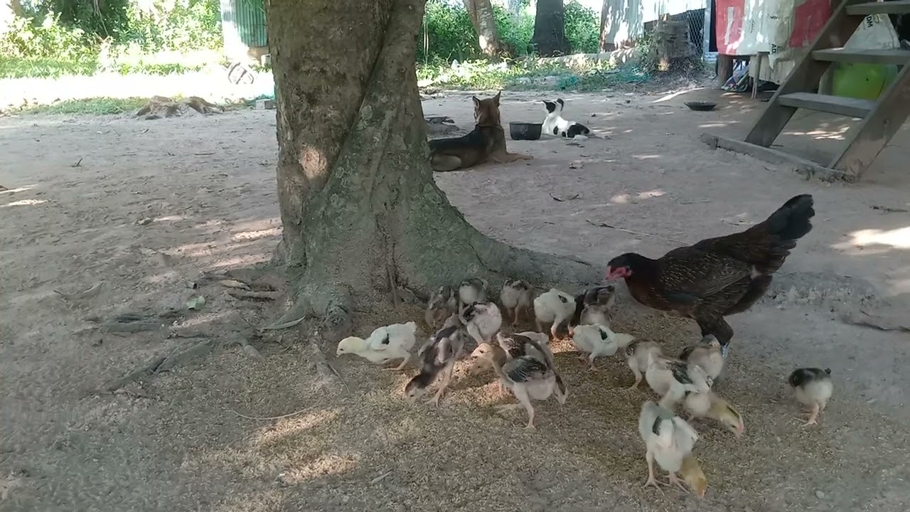 @They are in good health #kunthearith  #chicken 