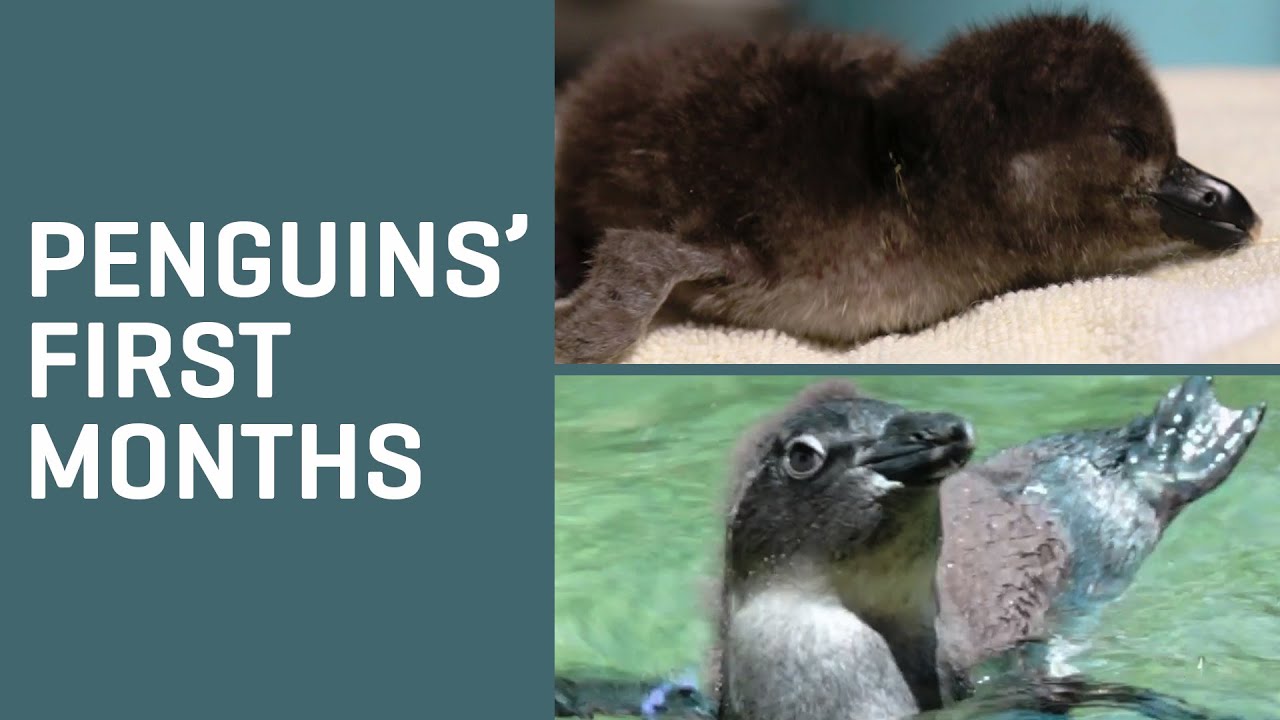 PENGUIN CHICKS' first 4 months in 3 minutes