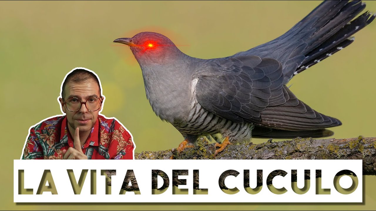 CUCULO: l'UCCELLO PARASSITA che UCCIDE i suoi compagni di nido