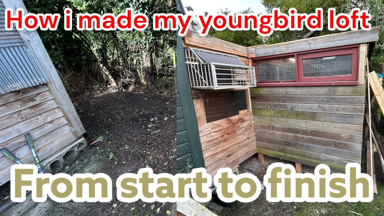 DIY Racing Pigeon Loft Build | Step by Step from Start to Finish 🏗️🕊️
