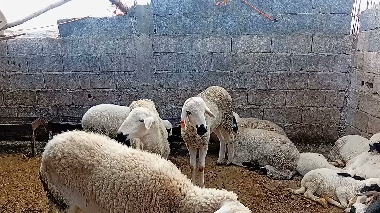 تربية الغنم على سطح الحمدلله القطيع في تطور #sheep #الغنم 