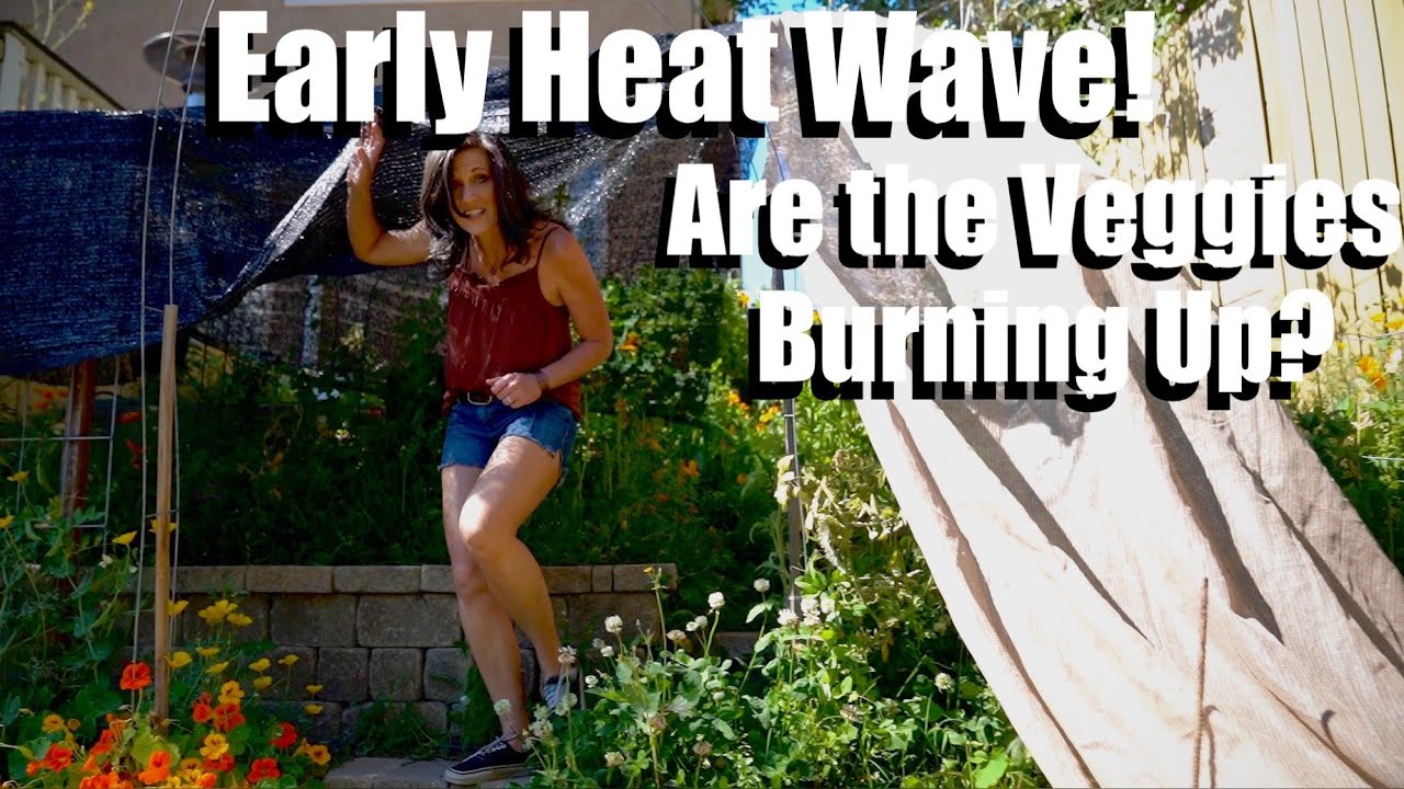 Early Heat Wave! 🌞 Are the Vegetables Burning Up? 🔥