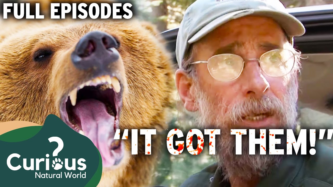 ALL SEASON 2 EPISODES Of Bear Whisperer Experience COMPLETE Experience | Curious?: Natural World