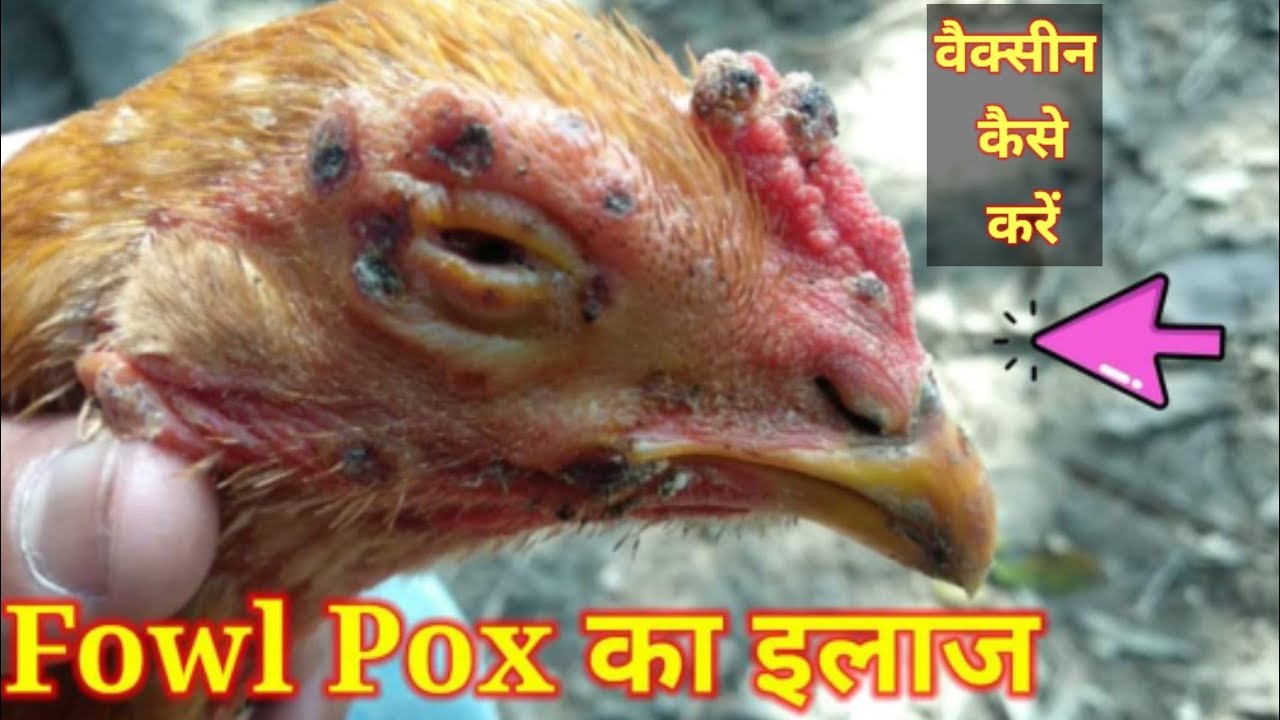 foul pox ka ilaj।।Cure foul pox!।।Desi Murgi Palan।।Desi Murgi Farm।।Desi Murgi।।ByMahsoos Qureshi