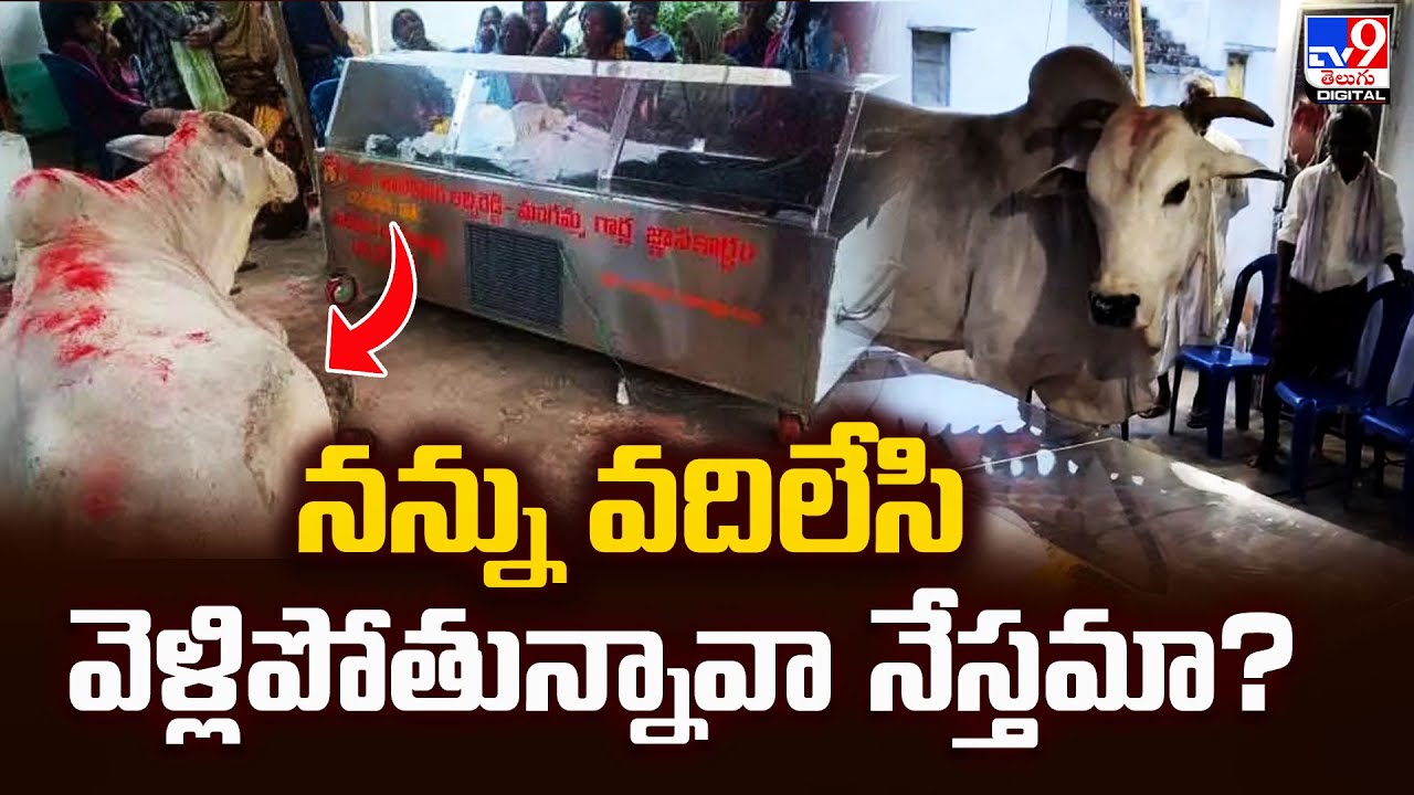 నన్ను వదిలేసి వెళ్లిపోతున్నావా నేస్తమా? | Farmer | OX - TV9