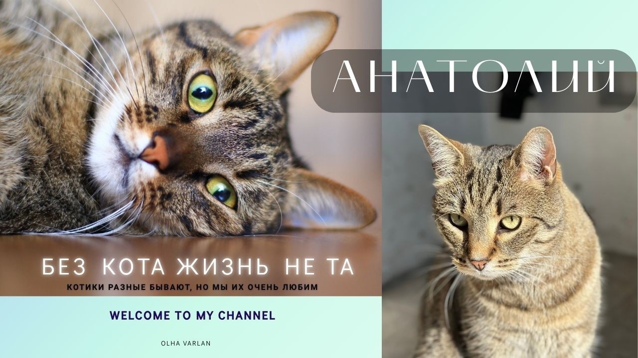 Толик — главный кот стройки 😺 Обходит свои владения